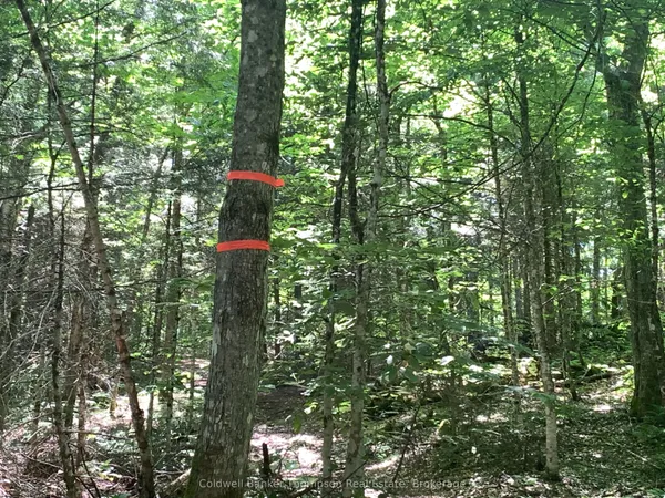 LOT 12 CON 2 n/a Trail — photo 2