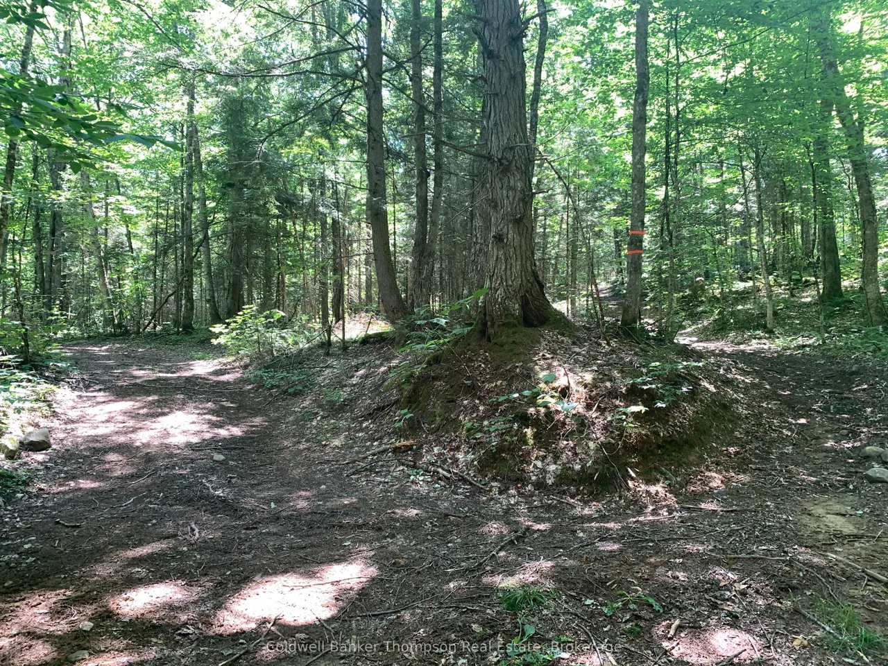 LOT 12 CON 2 n/a Trail — photo 4